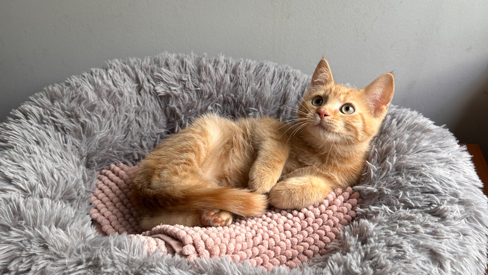 Момо