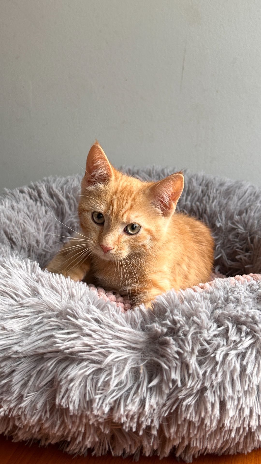 Момо