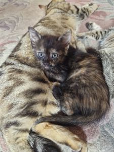 Сьомикольорова Кото-принцеса