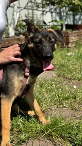 Дівчинка метис вівчарки дуже шукає свою родину🥹