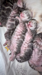 Кошенята Бенгалы