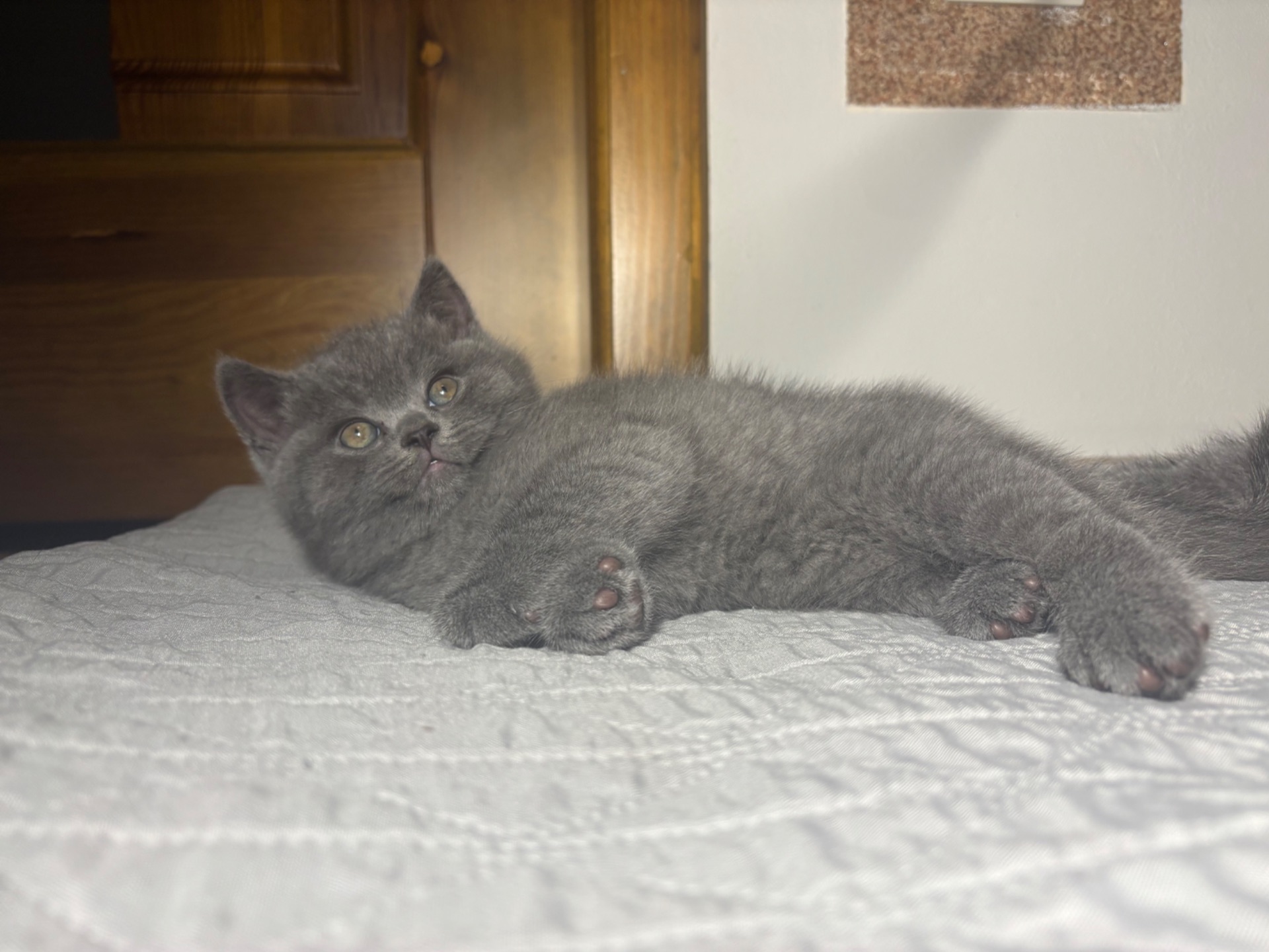 Кошенятка Скотіш Страйт