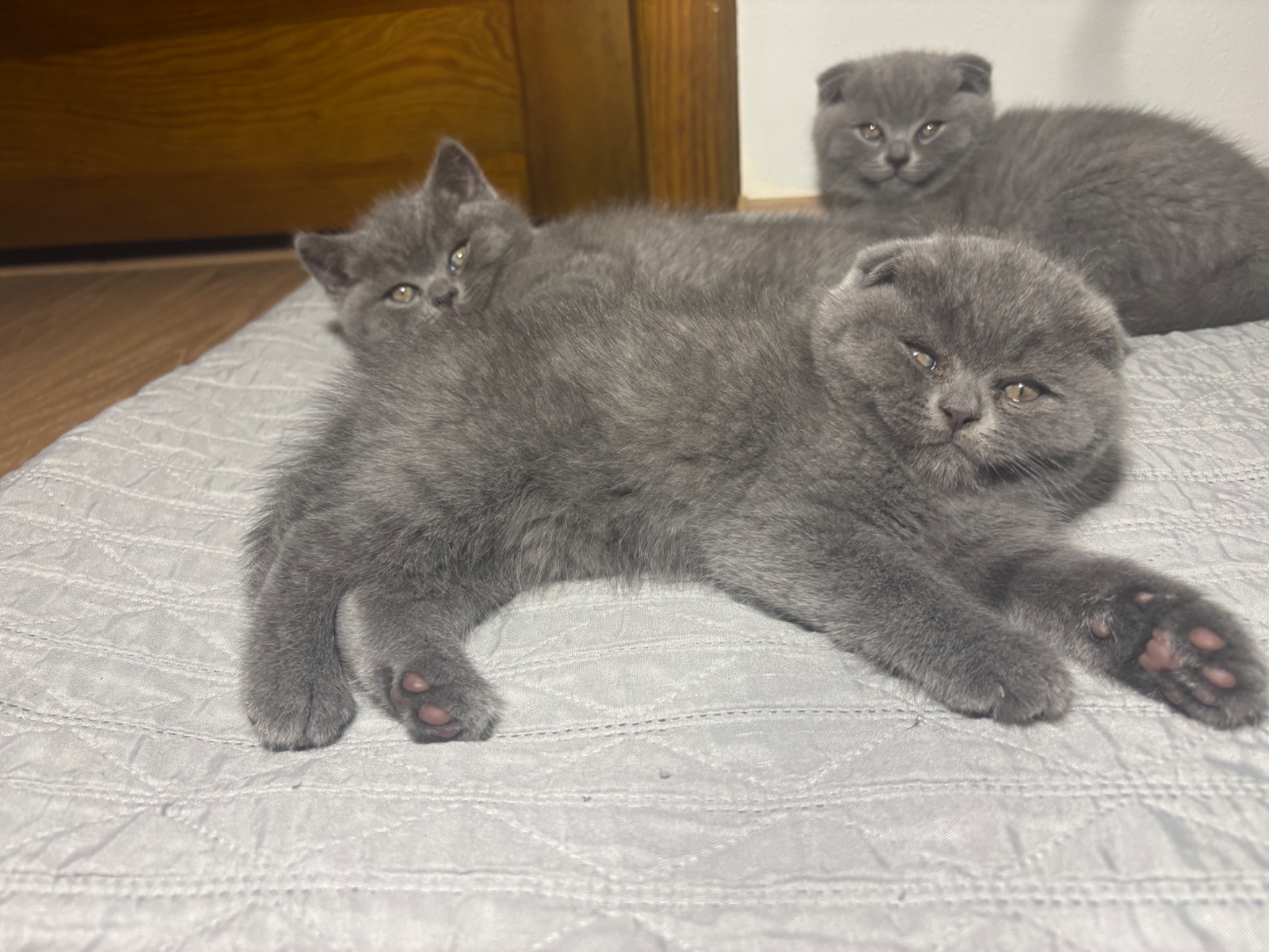 Кошенятка Скотіш Страйт