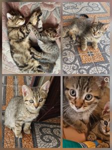 ДН 17.04.2026 Балуваний Синочок двох породистих котів