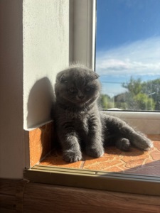 Кошенятко дівчинка висловушка