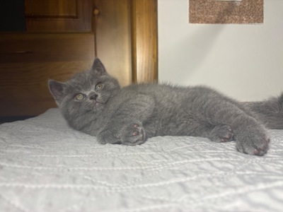 Кошенятка Скотіш Страйт