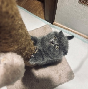 Кошенятка Скотіш Страйт