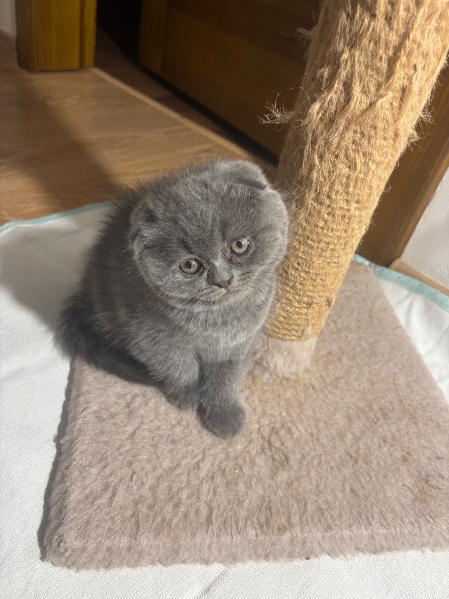 Кошенятко дівчинка висловушка