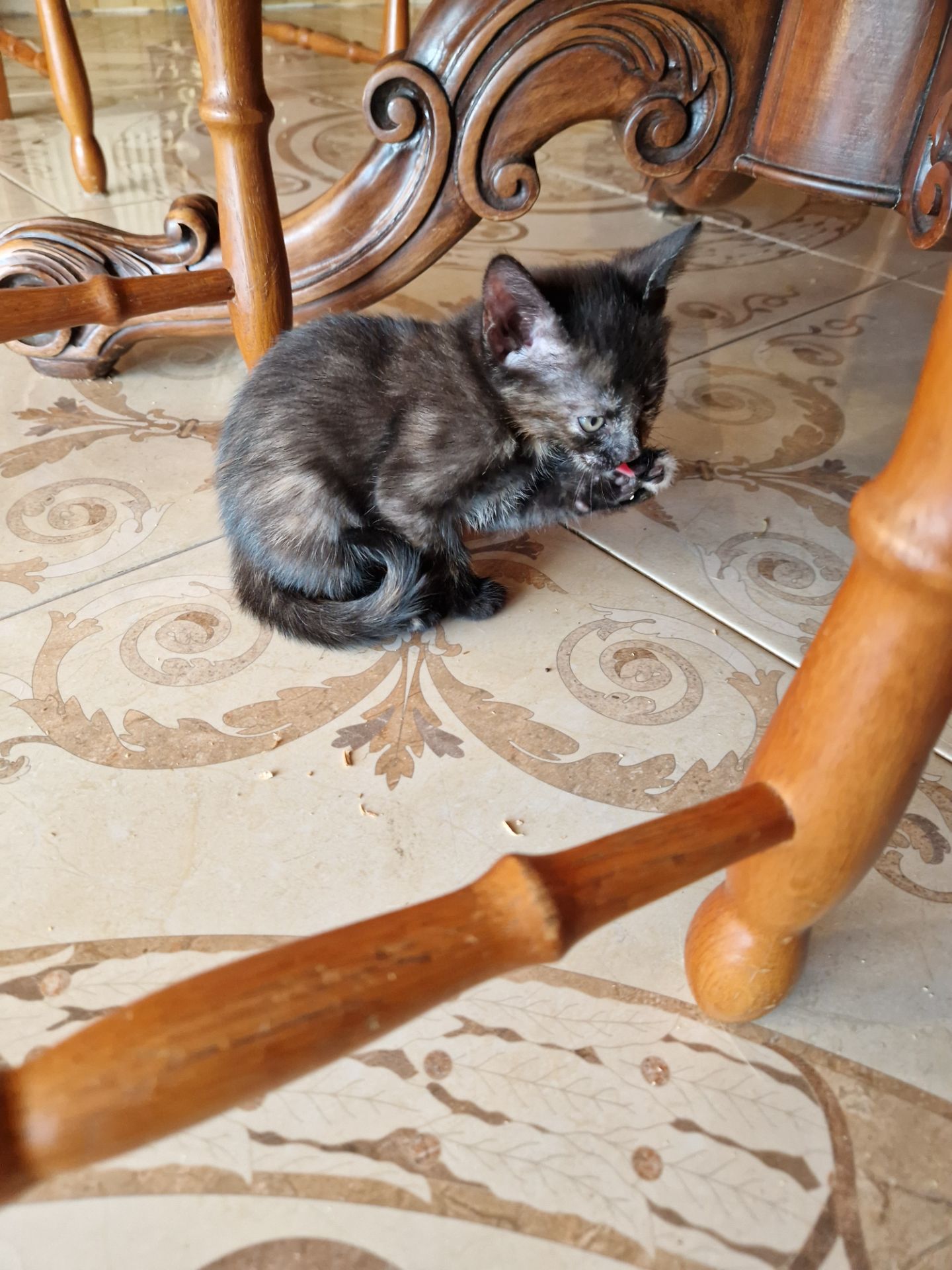 Кото принцеса кольору кави та меду