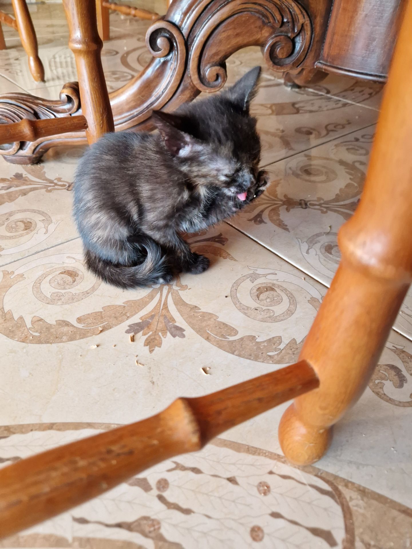 Кото принцеса кольору кави та меду