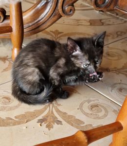 Кото принцеса кольору кави та меду