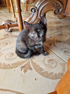 Кото принцеса кольору кави та меду