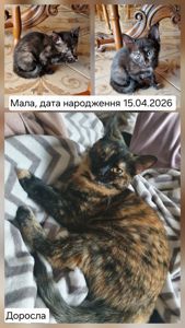 Кото принцеса кольору кави та меду