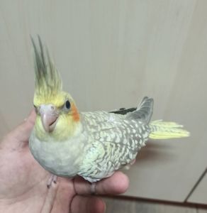 Предлагаются малыши кореллы
