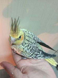 Предлагаются малыши кореллы