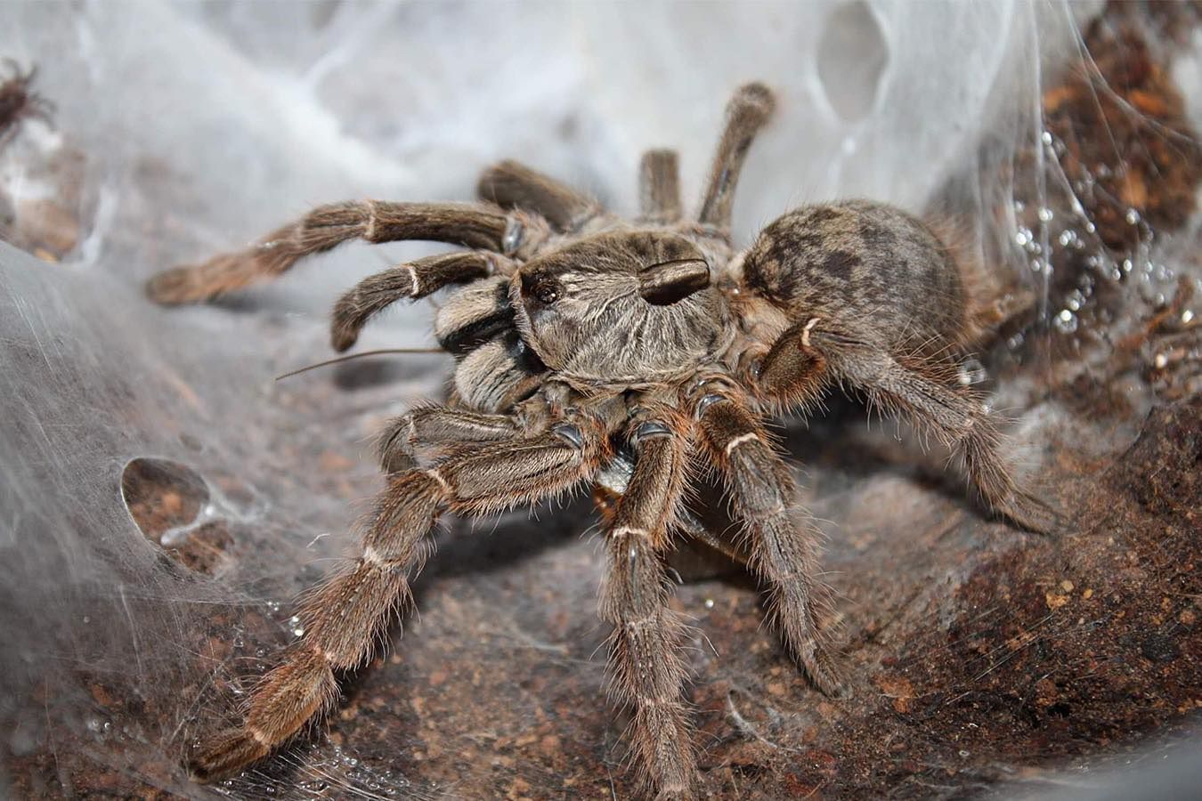 Ceratogirus Darling самка около 4-5 см по телу