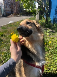 Безкоштовну цуценята