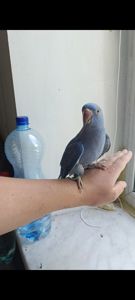 Молодой мальчик ожерелового папугая