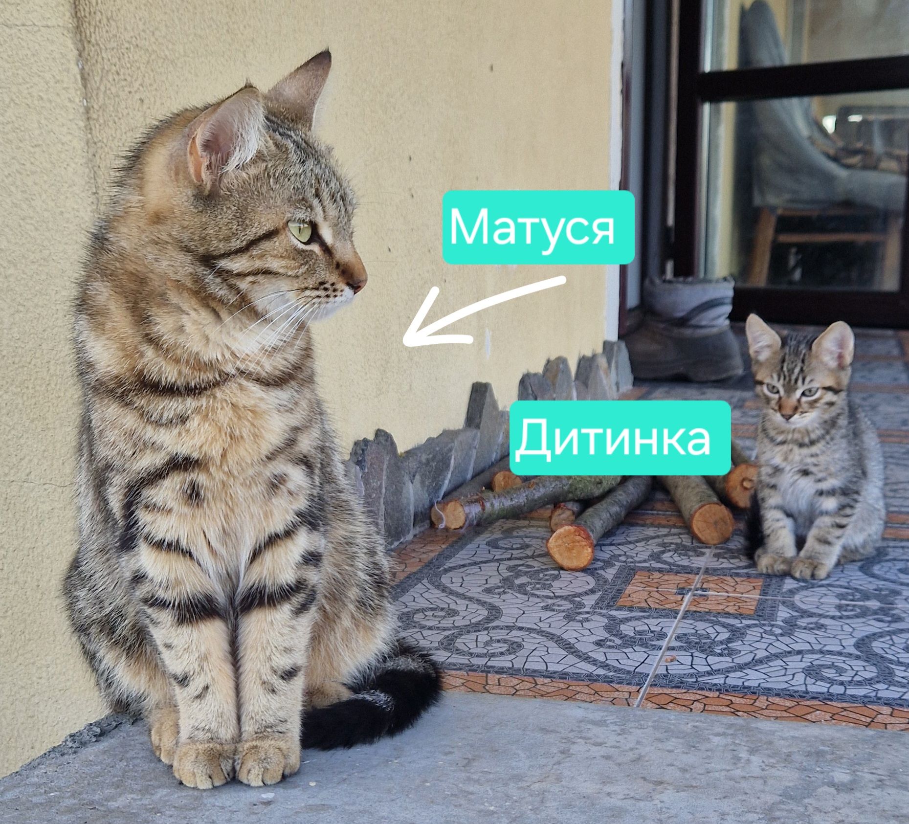 Яскравий Мишолов