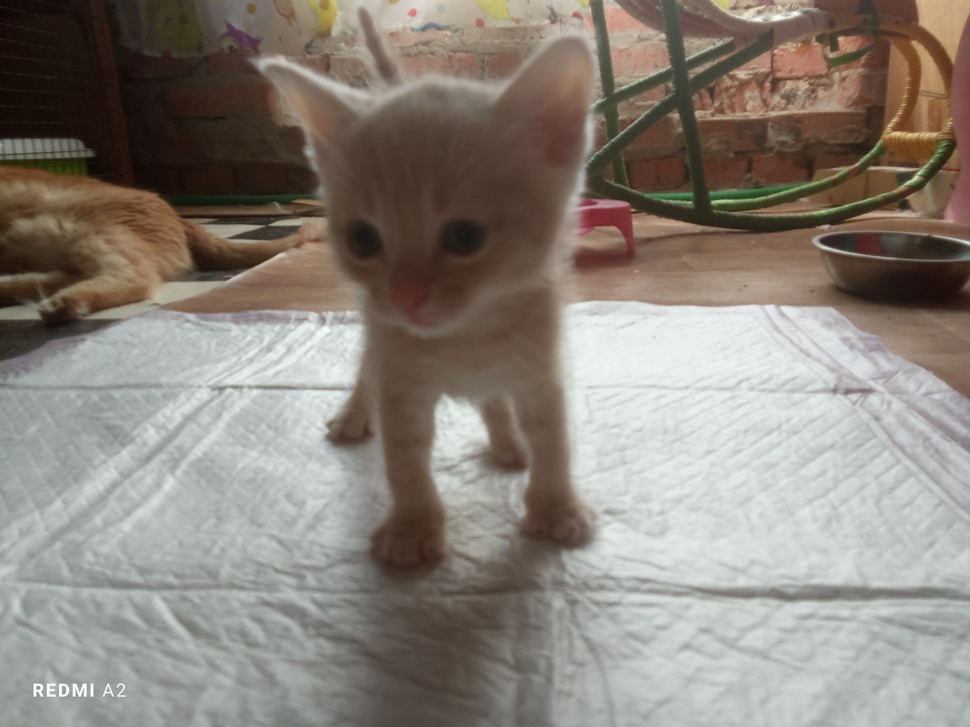 Кошенята в добрі руки