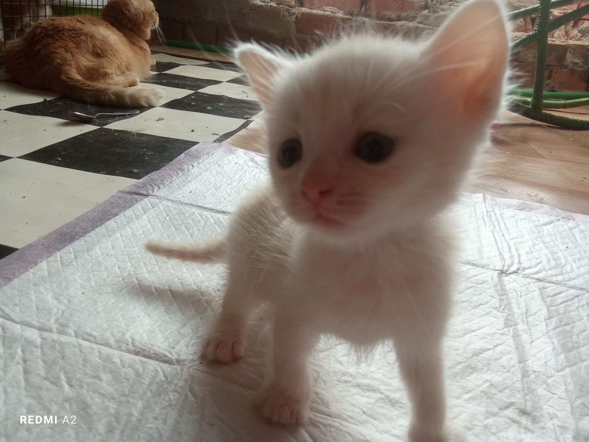 Кошенята в добрі руки