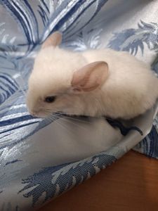 Шиншили з домашнього розплідника