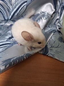 Шиншили з домашнього розплідника