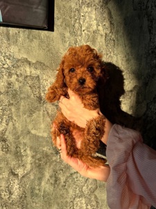 Щенки Той-пуделя