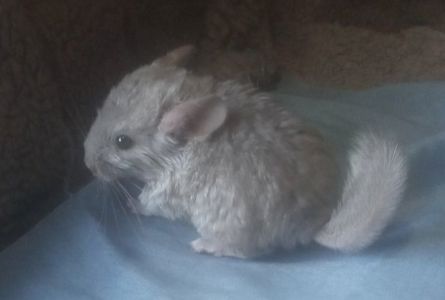 Шиншиллы 2 месяца