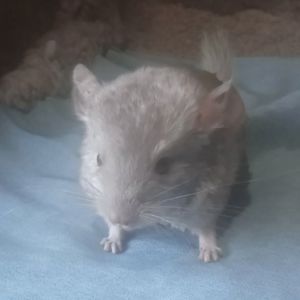 Шиншиллы 2 месяца
