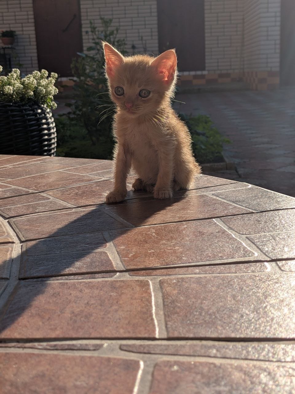 Кошенятко безкоштовно