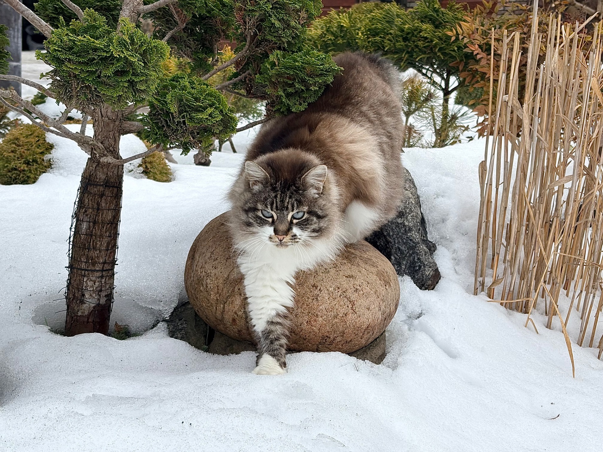 Віддам кішечку, Невська маскарадна