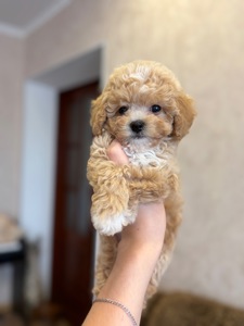 Малюки мальтіпу