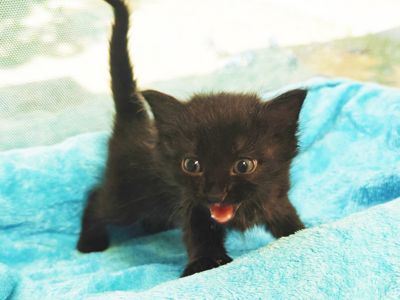 Найт