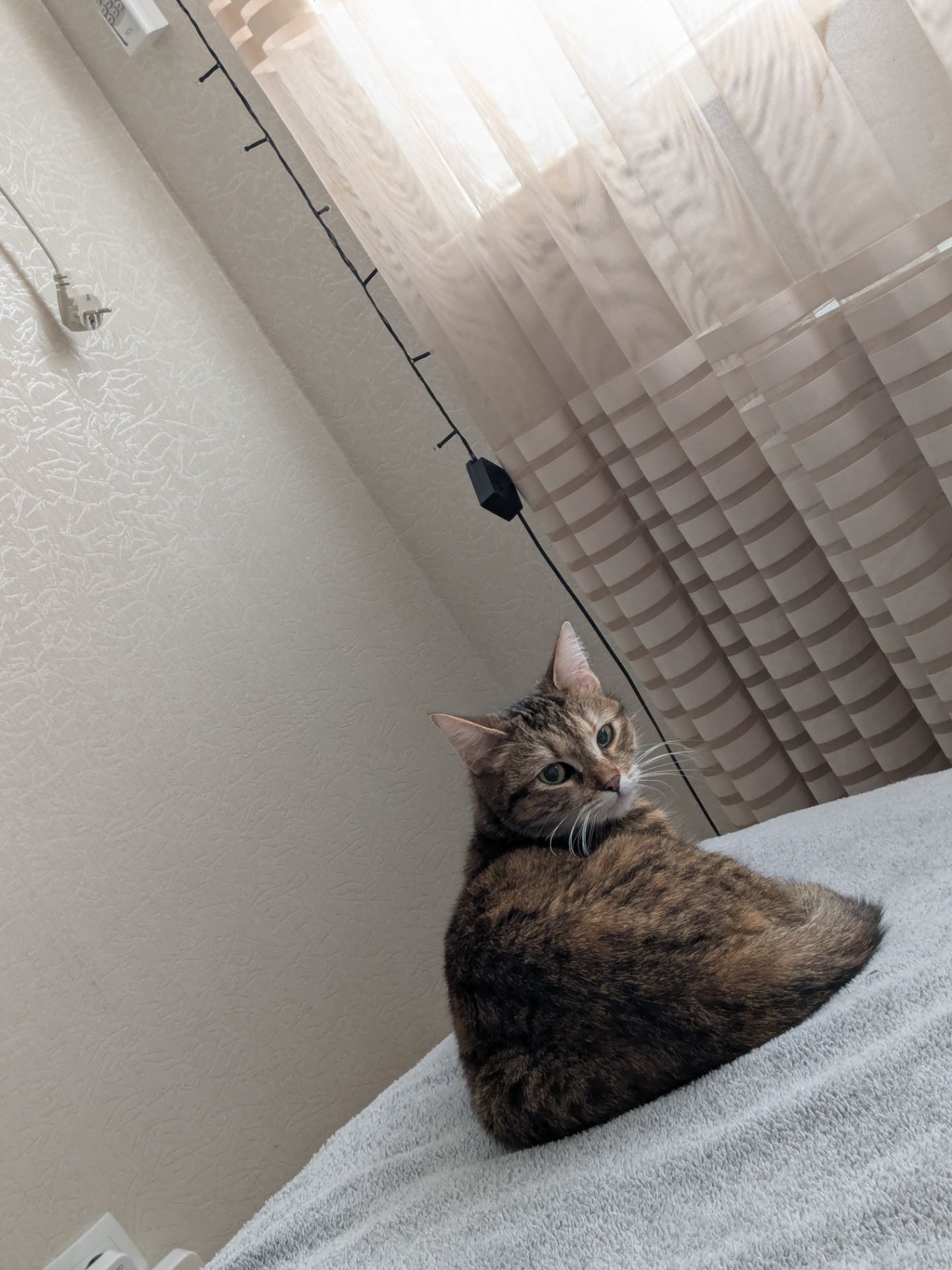 Кошка "Буся"
