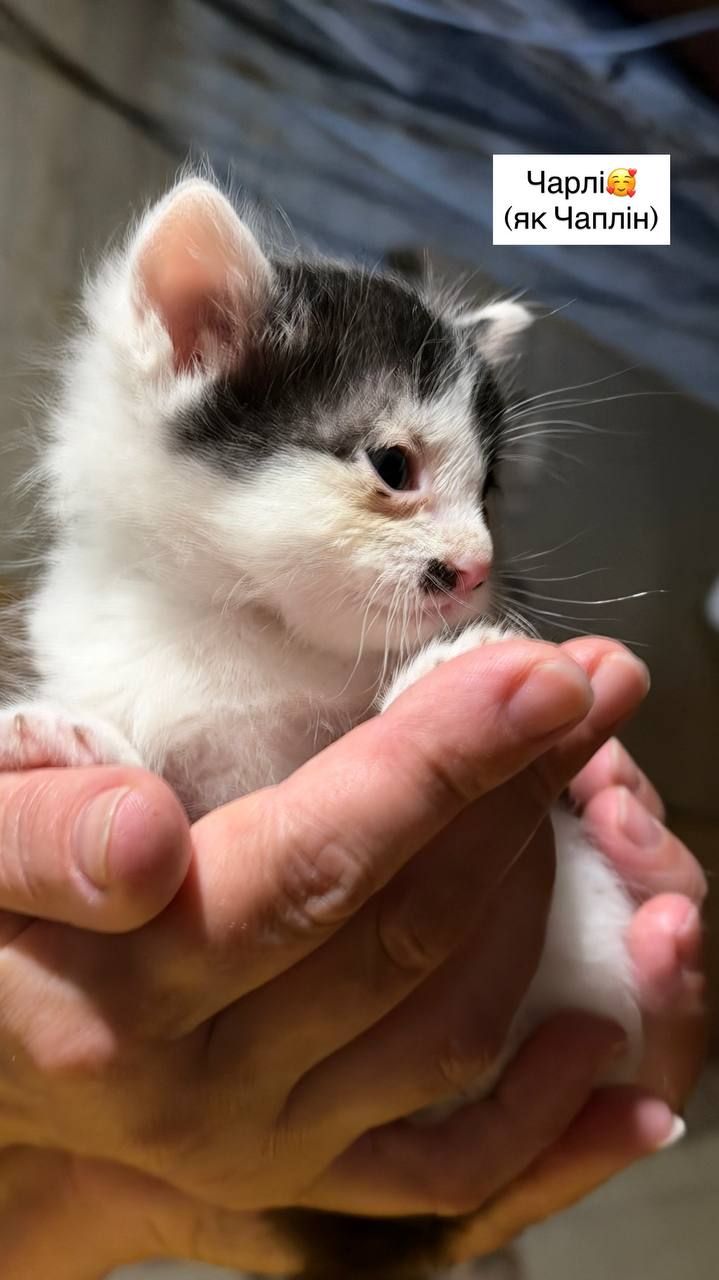 Супер милі кошенята шукають родину