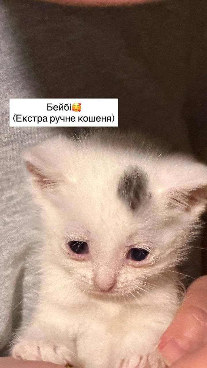 Супер милі кошенята шукають родину