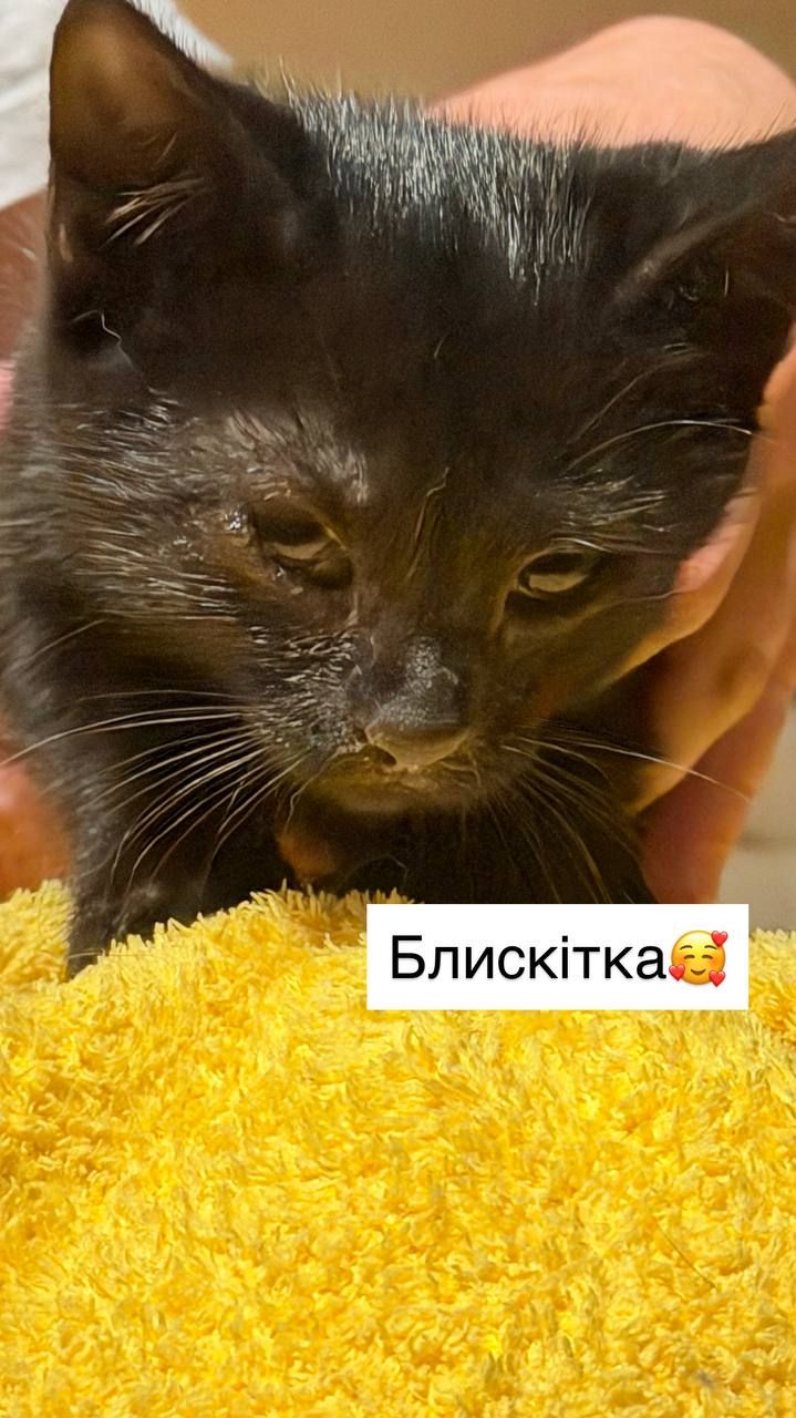 Супер милі кошенята шукають родину