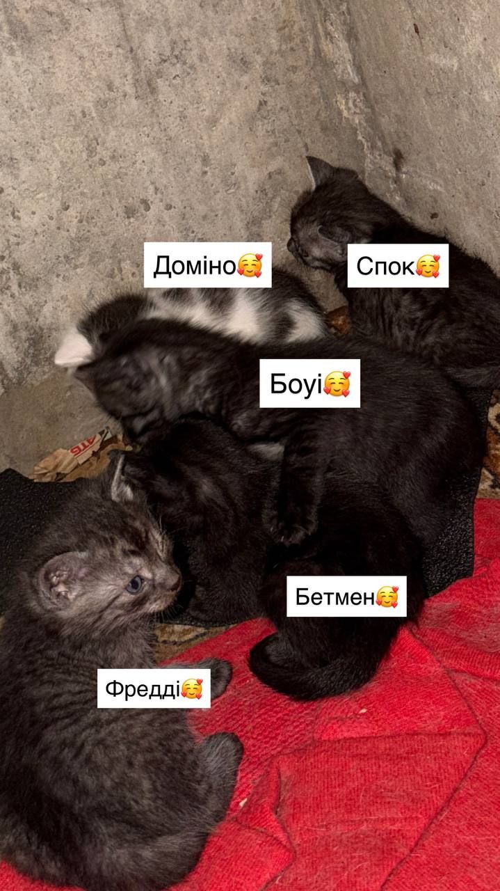 Супер милі кошенята шукають родину