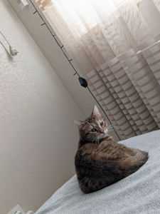 Кошка "Буся"
