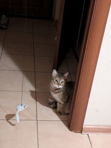 Кошка "Буся"