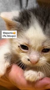 Супер милі кошенята шукають родину