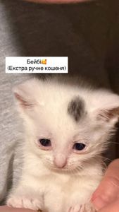 Супер милі кошенята шукають родину