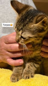 Супер милі кошенята шукають родину