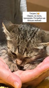 Супер милі кошенята шукають родину