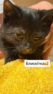 Супер милі кошенята шукають родину