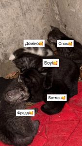 Супер милі кошенята шукають родину