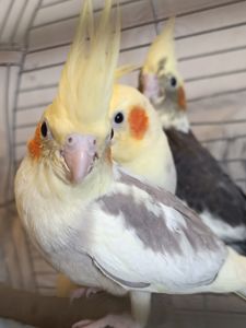 Домашние ручные малыши Корелл