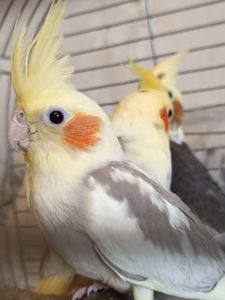 Домашние ручные малыши Корелл