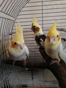 Домашние ручные малыши Корелл